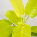 Philodendron Malay Gold - hydroponics
