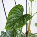 Philodendron Mamei 'M'