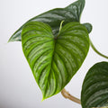 Philodendron Mamei 'M'