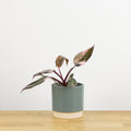 Philodendron Pink Princess Marble 'baby'