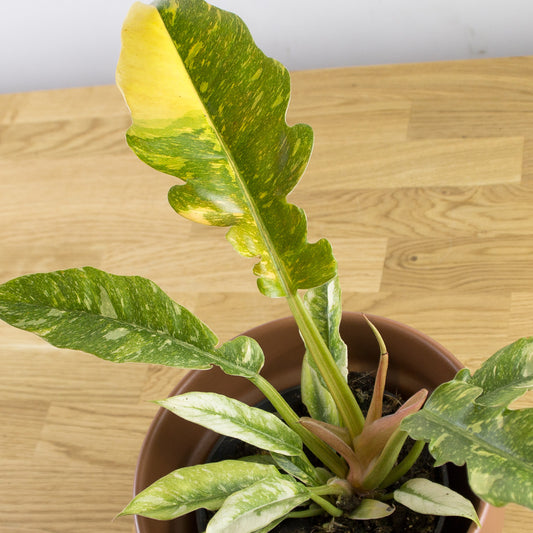 Philodendron Ring of Fire