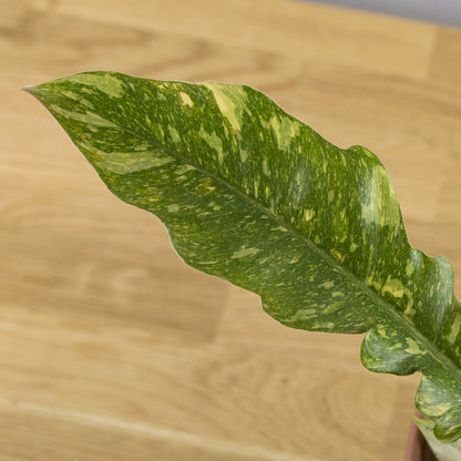 Philodendron Ring of Fire