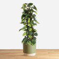 Philodendron scandens Brasil 'L'