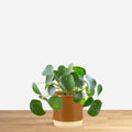 Pilea peperomioides