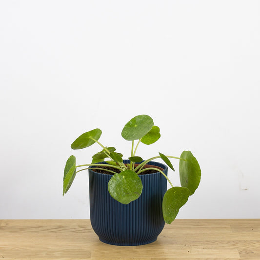 Pilea peperomioides Sugar