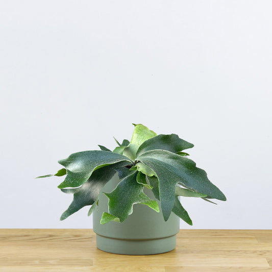 Platycerium bifurcatum