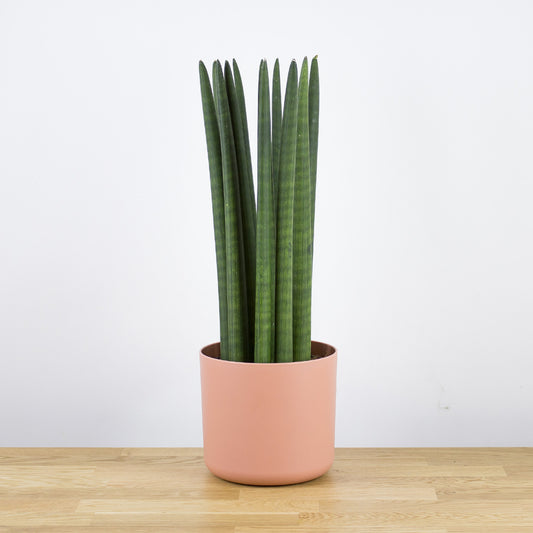 Sansevieria cylindrica 'M'