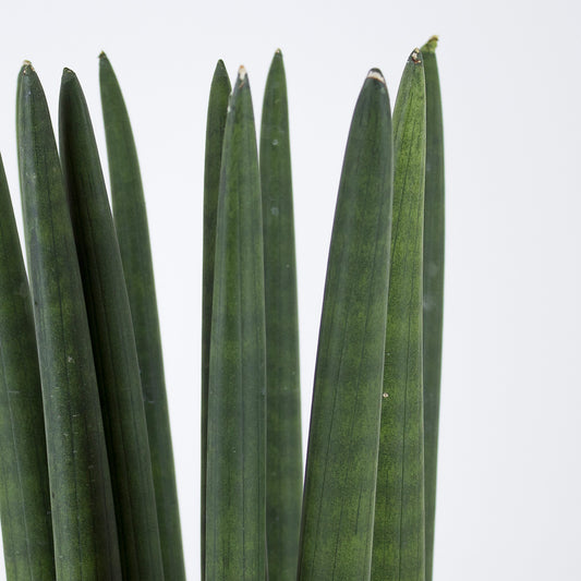 Sansevieria cylindrica 'M'