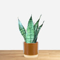 Sansevieria Super Green 'baby'