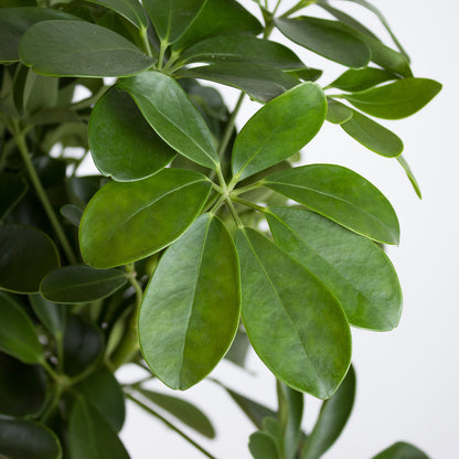 Schefflera arboricola Nora