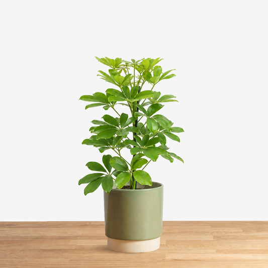 Schefflera arboricola Nora
