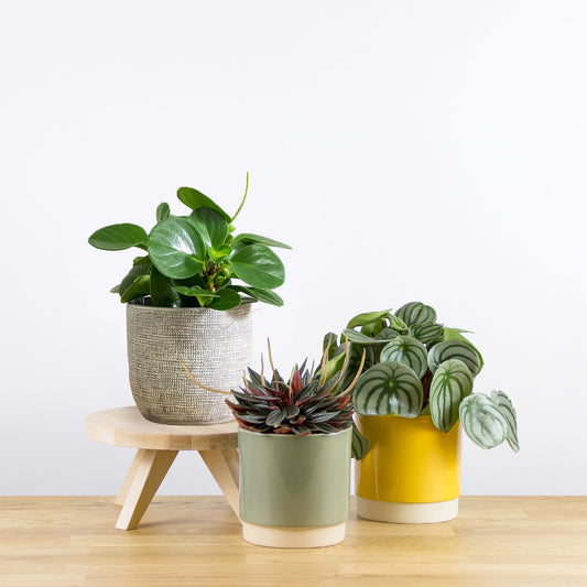 Set rostlin Pepřák