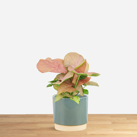 Syngonium Neon Robusta Pink 'S'