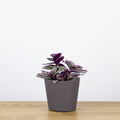 Tradescantia Nanouk 'baby' (V)