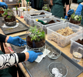 Workshop: Plant terrarium
