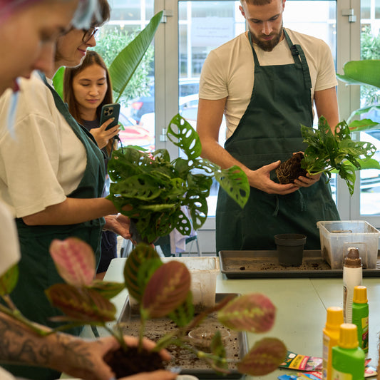 Workshop: Péče o pokojovky a jejich přesazování