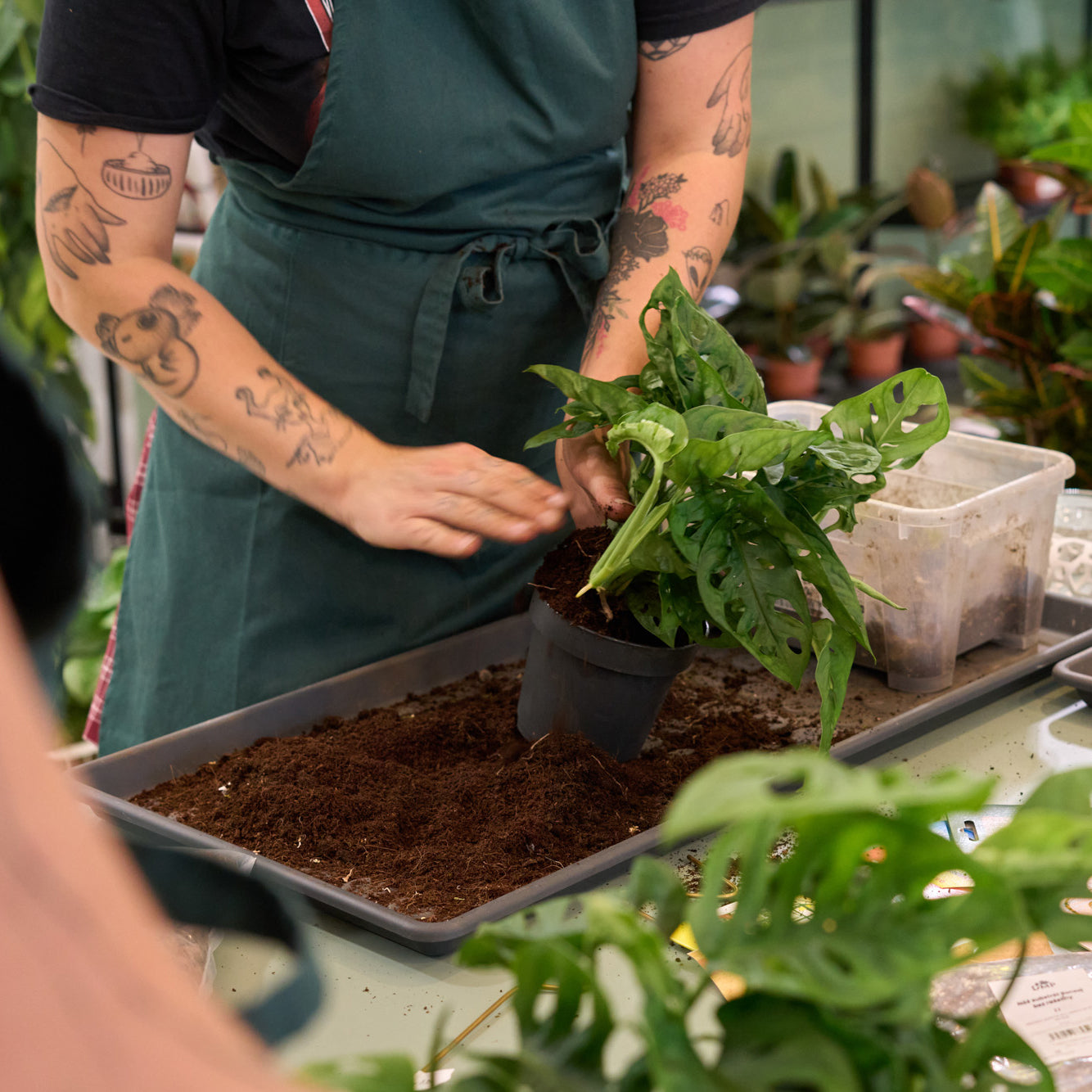 Workshop: Péče o pokojovky a jejich přesazování