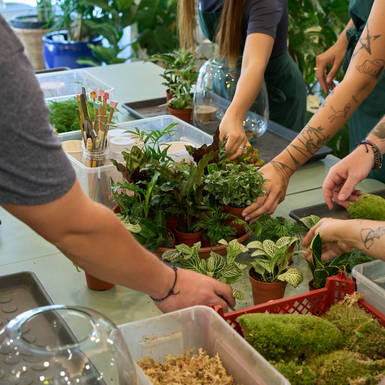 Workshop: Rostlinná terária