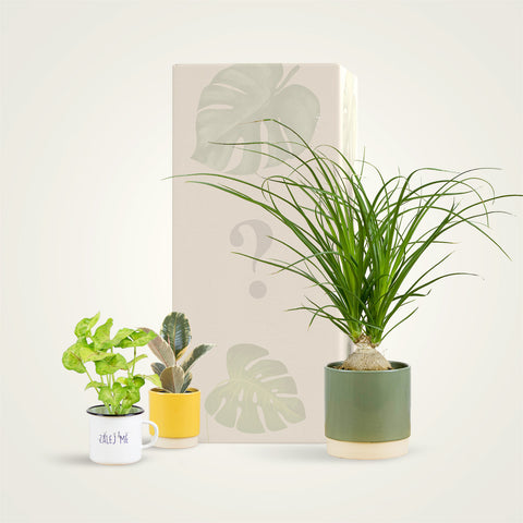 Předplatné rostlin - Basic
