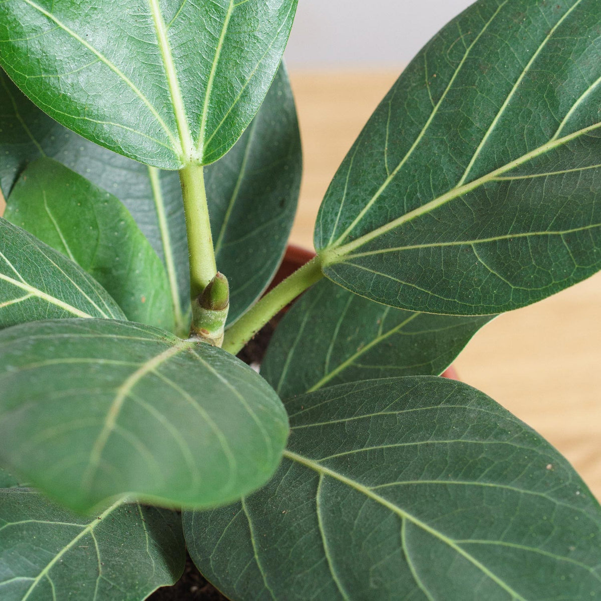 Ficus Audrey