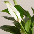 Spathiphyllum Pearl Cupido 'baby'