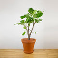 Ficus Altissima Variegata "XL"