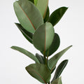 Ficus Robusta "L"