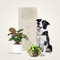 Plant Subscription - For Pets