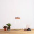 DIY terrarium set - Plumosus, Peperomia &amp; Fittonia