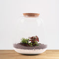 DIY terrarium set - Nephrolepis, Peperomia &amp; Begonia