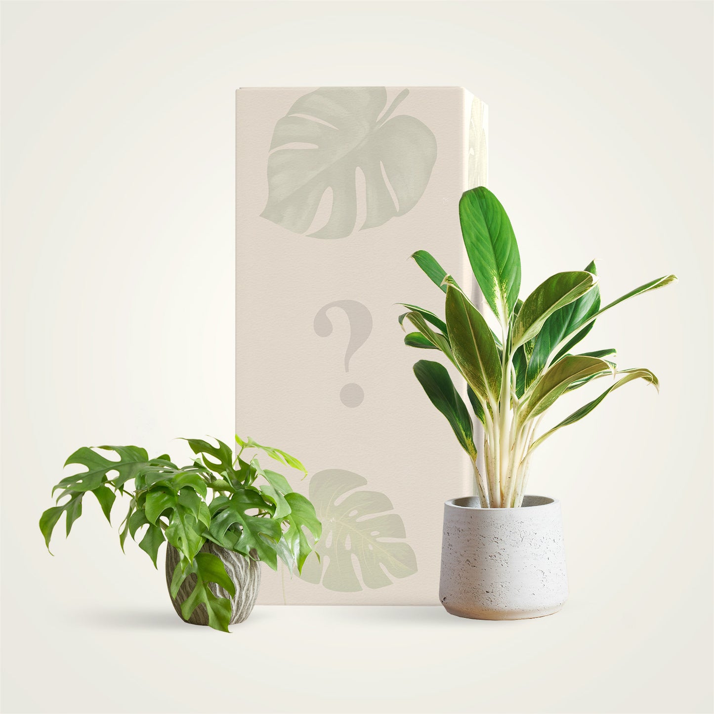 Předplatné rostlin - Standard