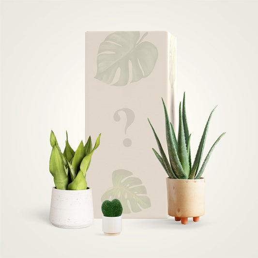 Předplatné rostlin - Sukulenty