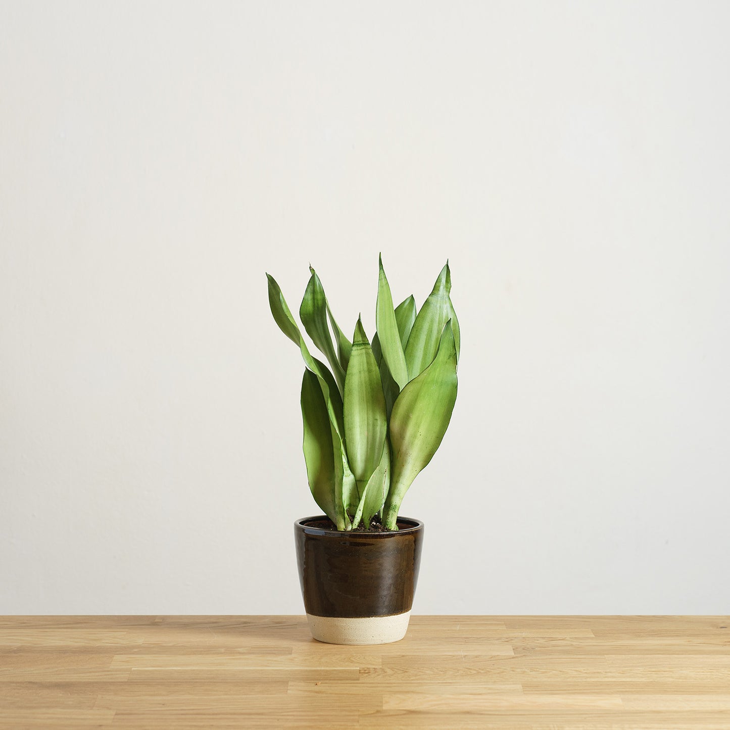 Sansevieria trifasciata Moonshine