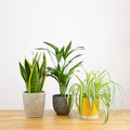 A set of plants for the bedroom
