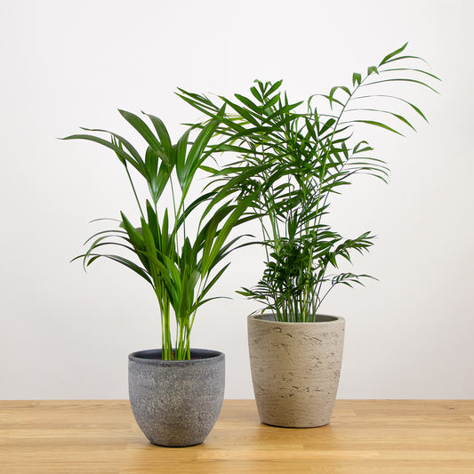 Set rostlin Palmovka