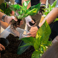 Workshop: Caring for maids and transplanting them
