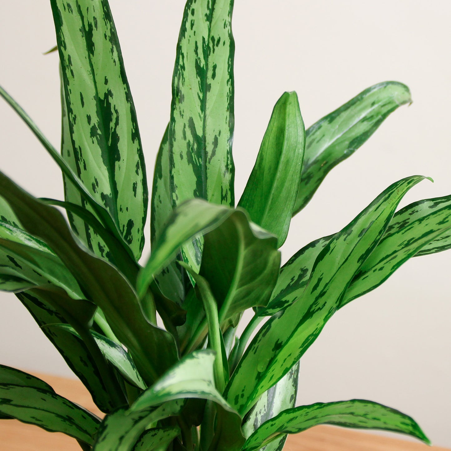 Aglaonema Cutlass