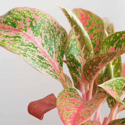 Aglaonema Prestige