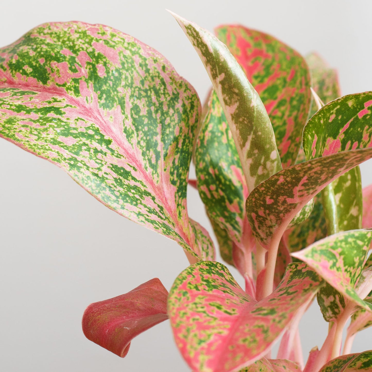 Aglaonema Prestige
