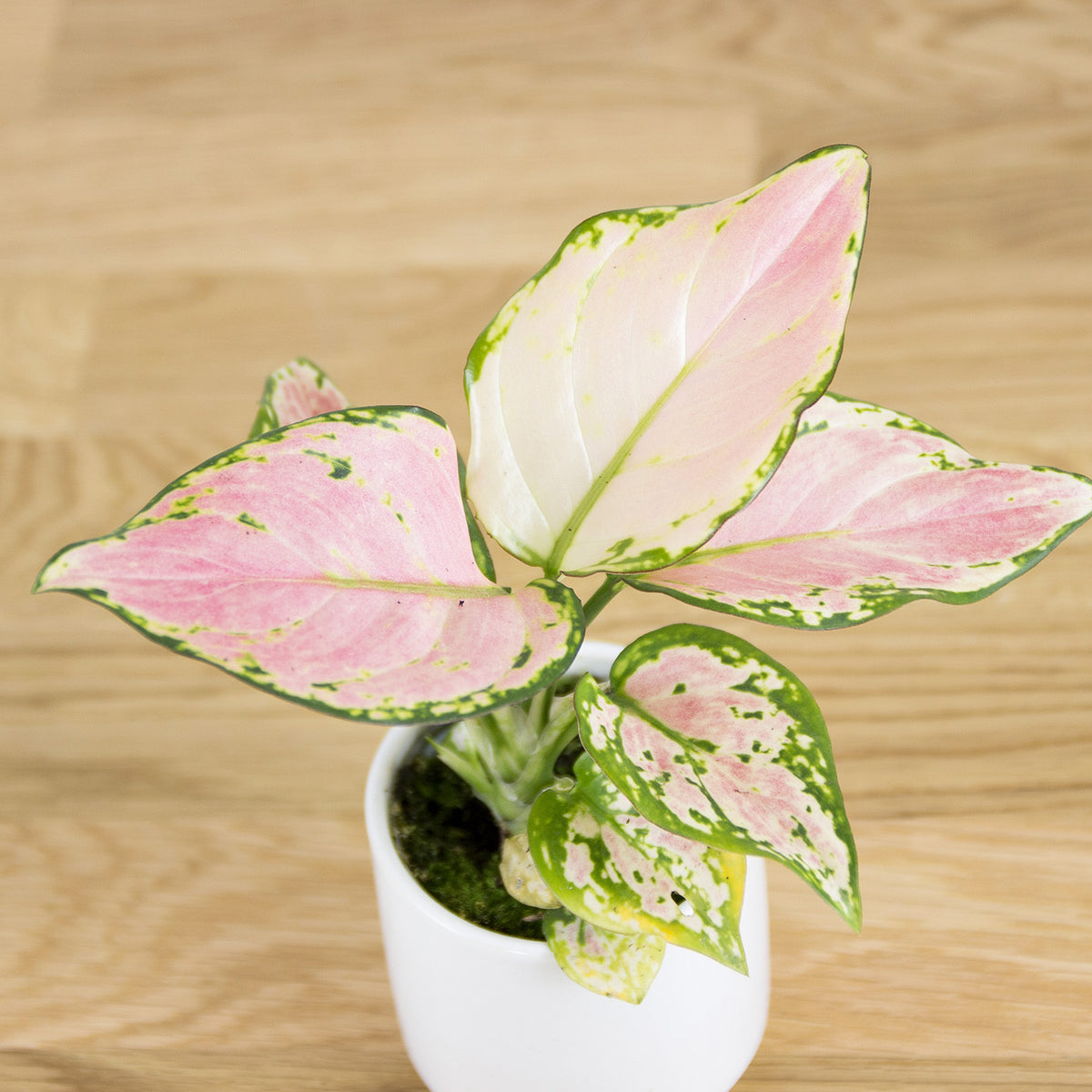 Аглаонема красный циркон фото - ViktoriaFoto.ru