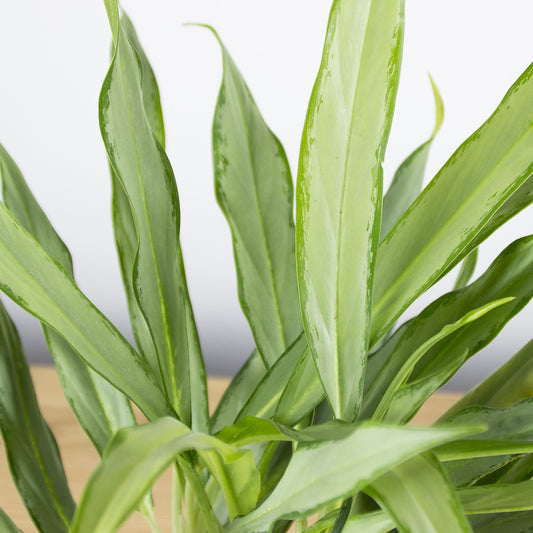 Aglaonema White Lance 'S'
