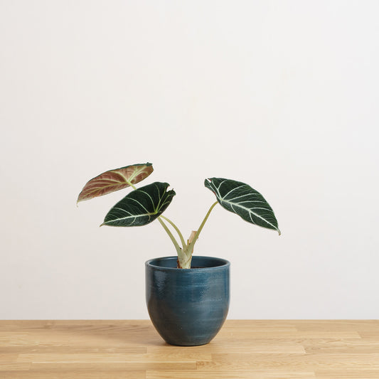 Alocasia Black Velvet