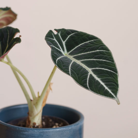 Alocasia Black Velvet