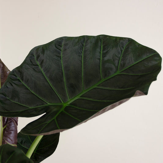 Alocasia Regal Shield 'S'