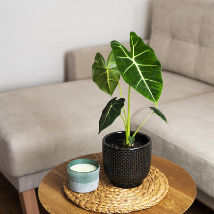Alocasia Frydek