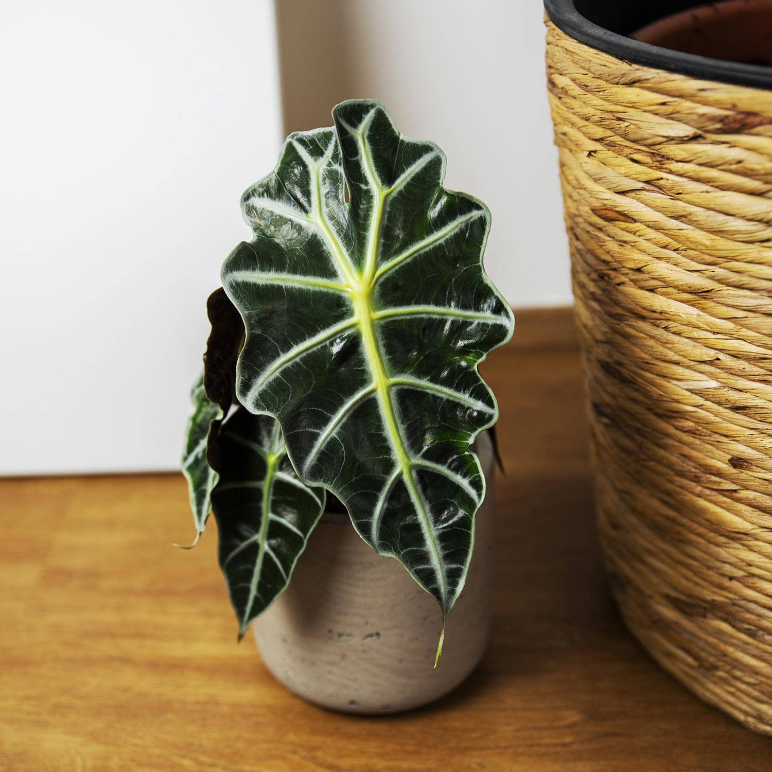 Alocasia Polly