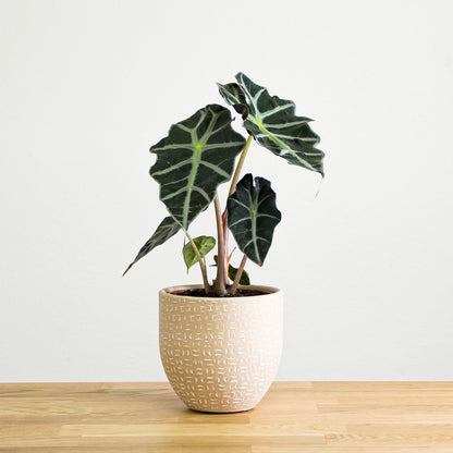 Alocasia Polly 'S'