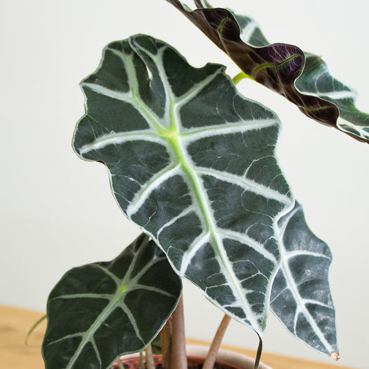 Alocasia Polly 'S'