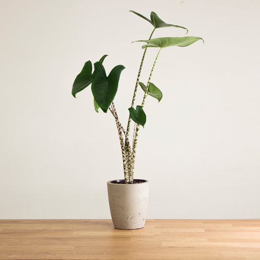 Alocasia Zebrina 'M'