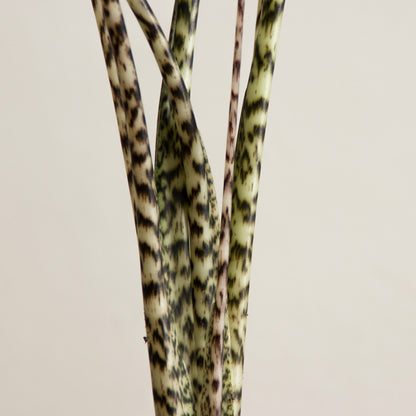 Alocasia Zebrina 'S'